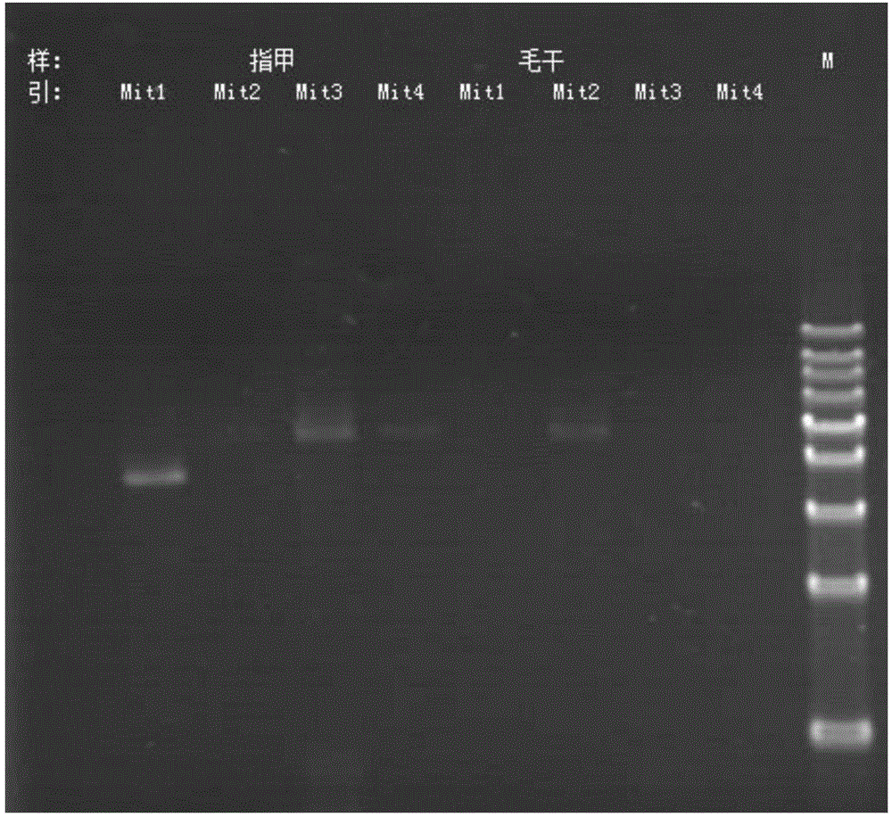 Method for detecting mitochondrial genomes and primer