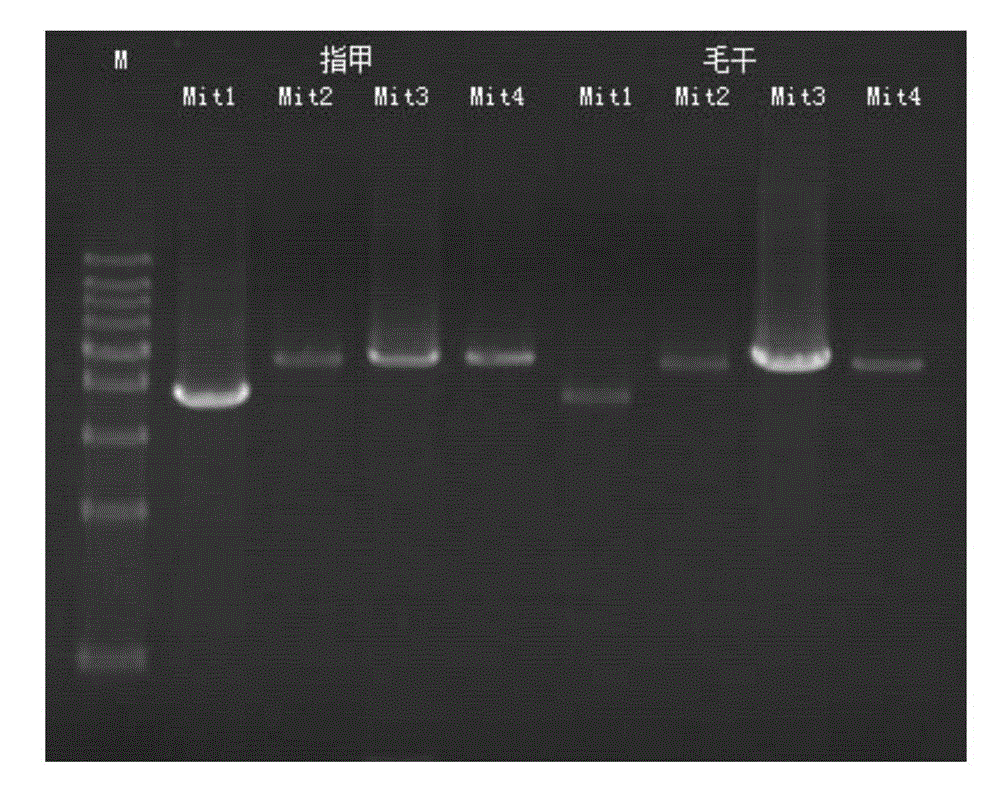 Method for detecting mitochondrial genomes and primer