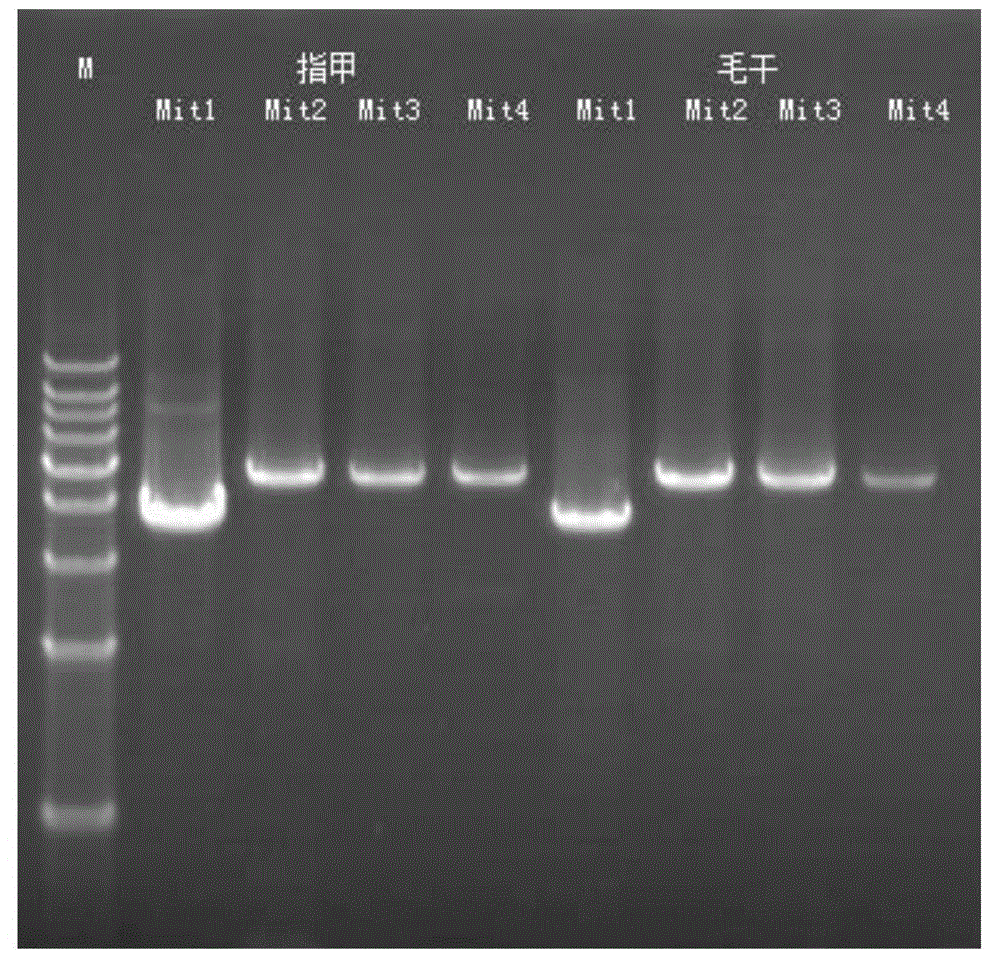 Method for detecting mitochondrial genomes and primer