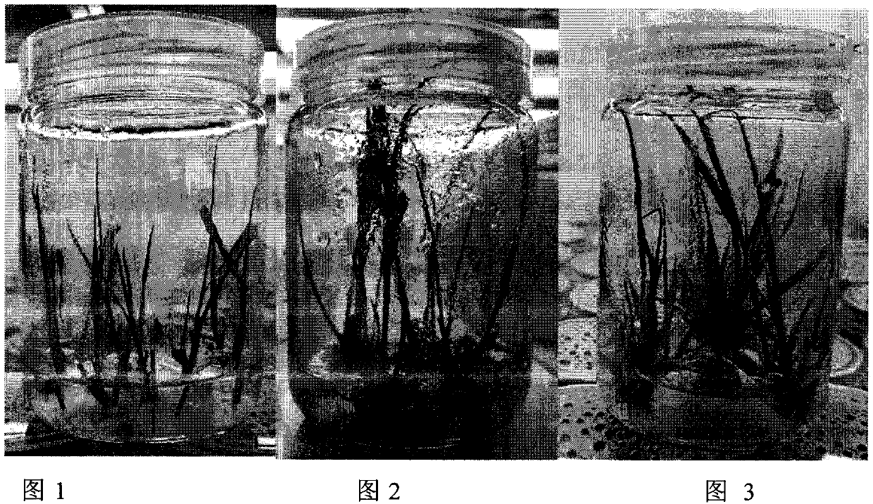 Rapid tillering propagation medium for tissue culture of arundo donax