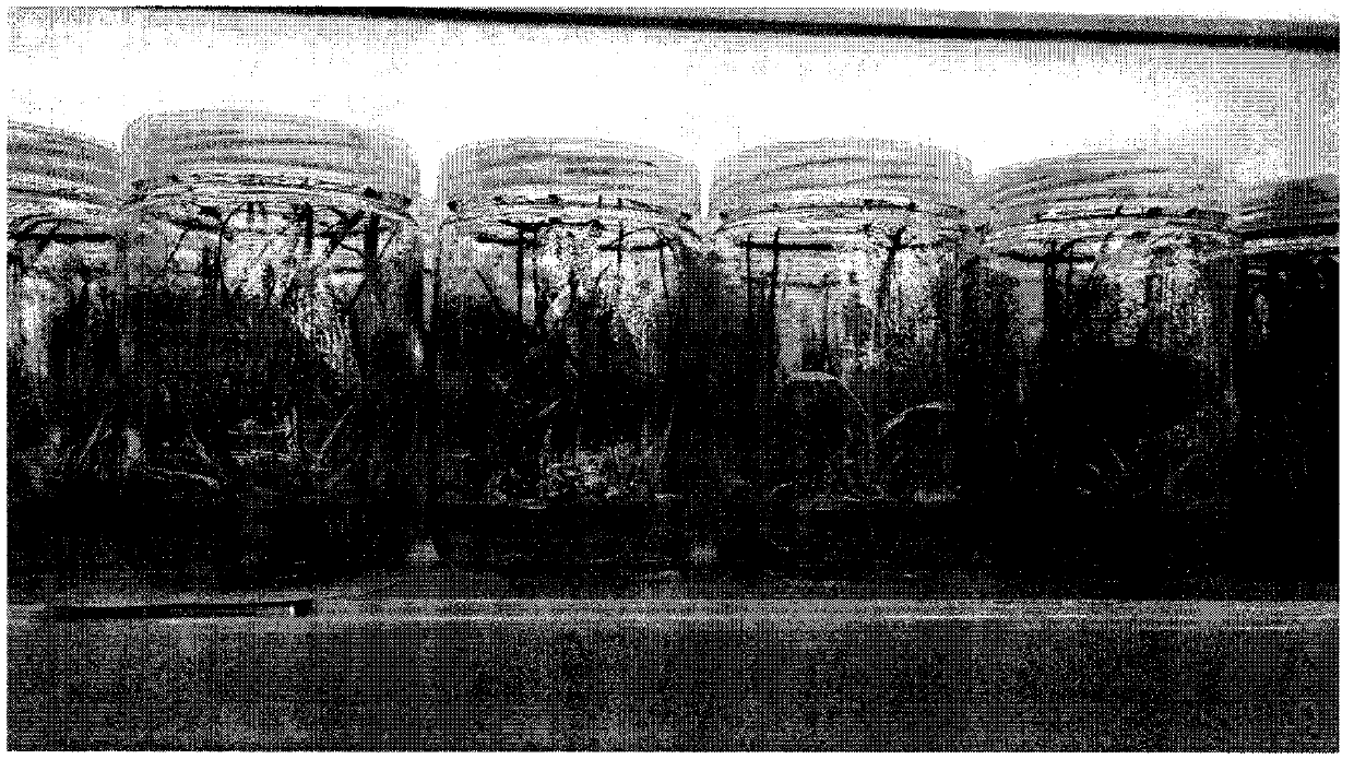 Rapid tillering propagation medium for tissue culture of arundo donax