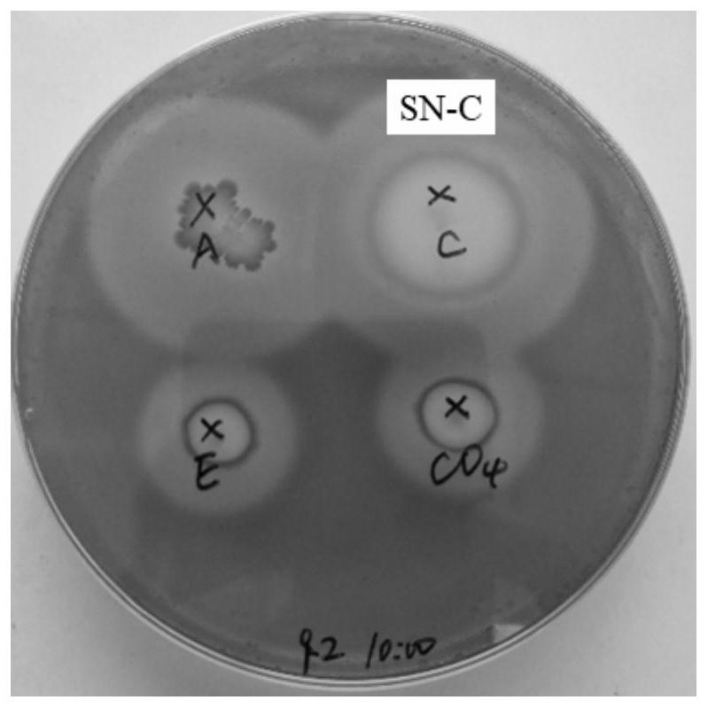 Screening and application of buffalo rumen-derived bacillus amyloliquefaciens