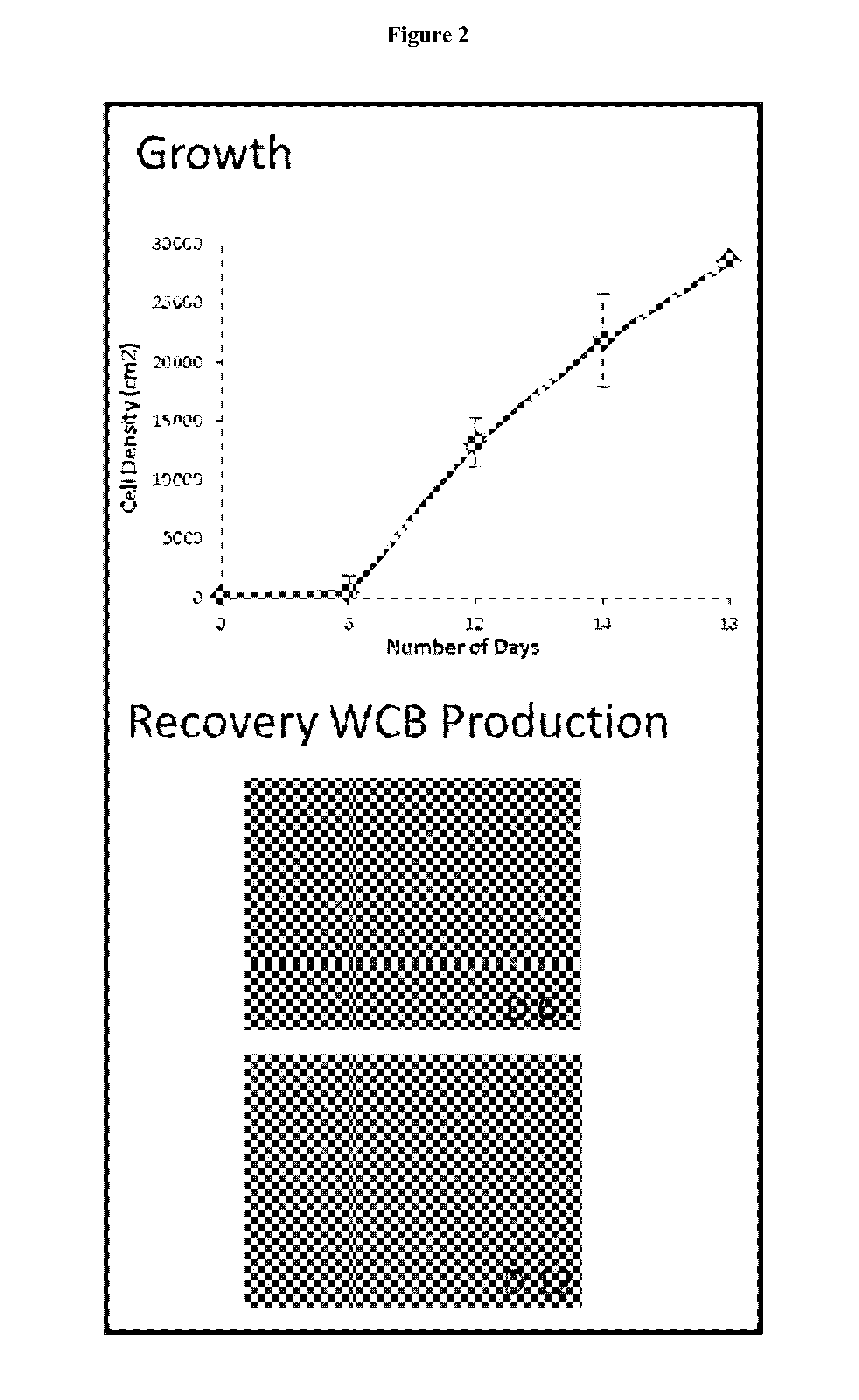 Preparation of parental cell bank from foetal tissue