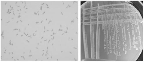 Pseudomonas having antagonistic action against Xanthomonas oryzae and magnaporthe oryzae and application of pseudomonas