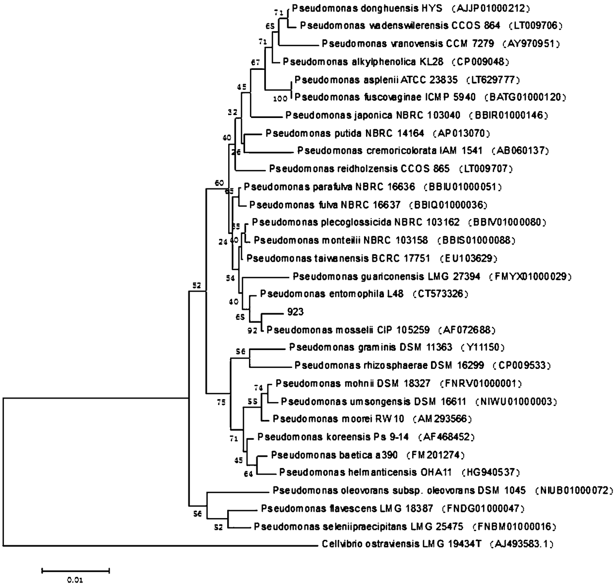 Pseudomonas having antagonistic action against Xanthomonas oryzae and magnaporthe oryzae and application of pseudomonas