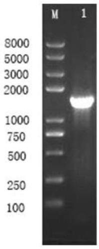 Pseudomonas having antagonistic action against Xanthomonas oryzae and magnaporthe oryzae and application of pseudomonas