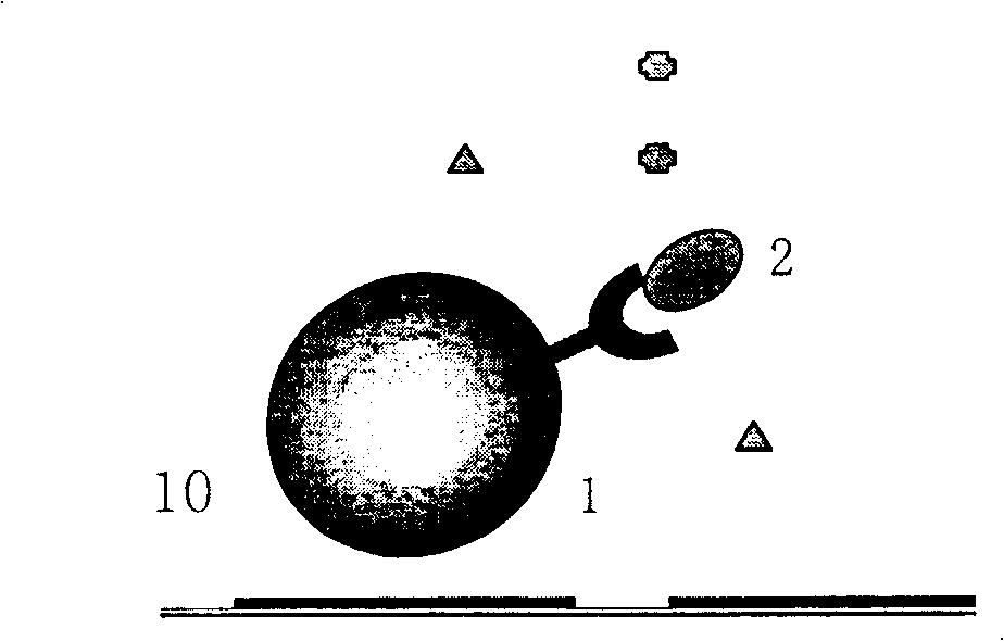 Compound of di-butanedione, complexes of europium, combination of containing the complexes and application