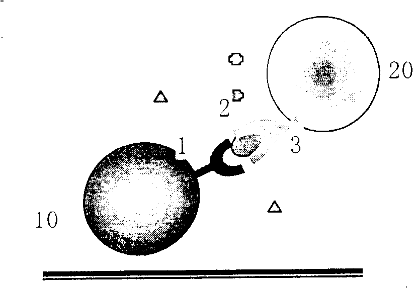 Compound of di-butanedione, complexes of europium, combination of containing the complexes and application