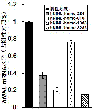 Recombinant lentiviral vector aiming at hNINL gene RNA (Ribonucleic Acid) interference and preparation thereof