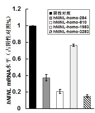 Recombinant lentiviral vector aiming at hNINL gene RNA (Ribonucleic Acid) interference and preparation thereof