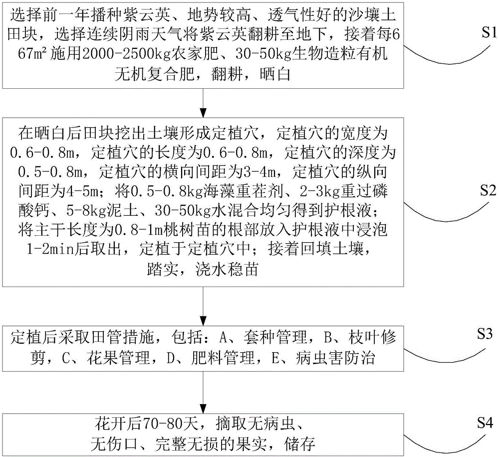 Planting method of juicy peach rich in nutrients