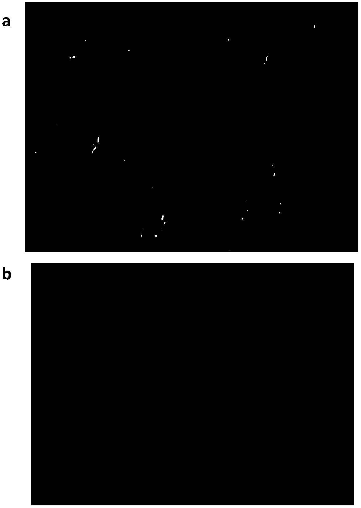 Separation and culture method for germ cells of gonadal tissue of tegillarca granosa