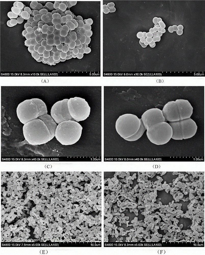 High cohesion pediococcus pentosaceus and use thereof in purifying of vibrio parahaemolyticus in water body