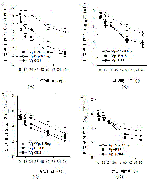 High cohesion pediococcus pentosaceus and use thereof in purifying of vibrio parahaemolyticus in water body