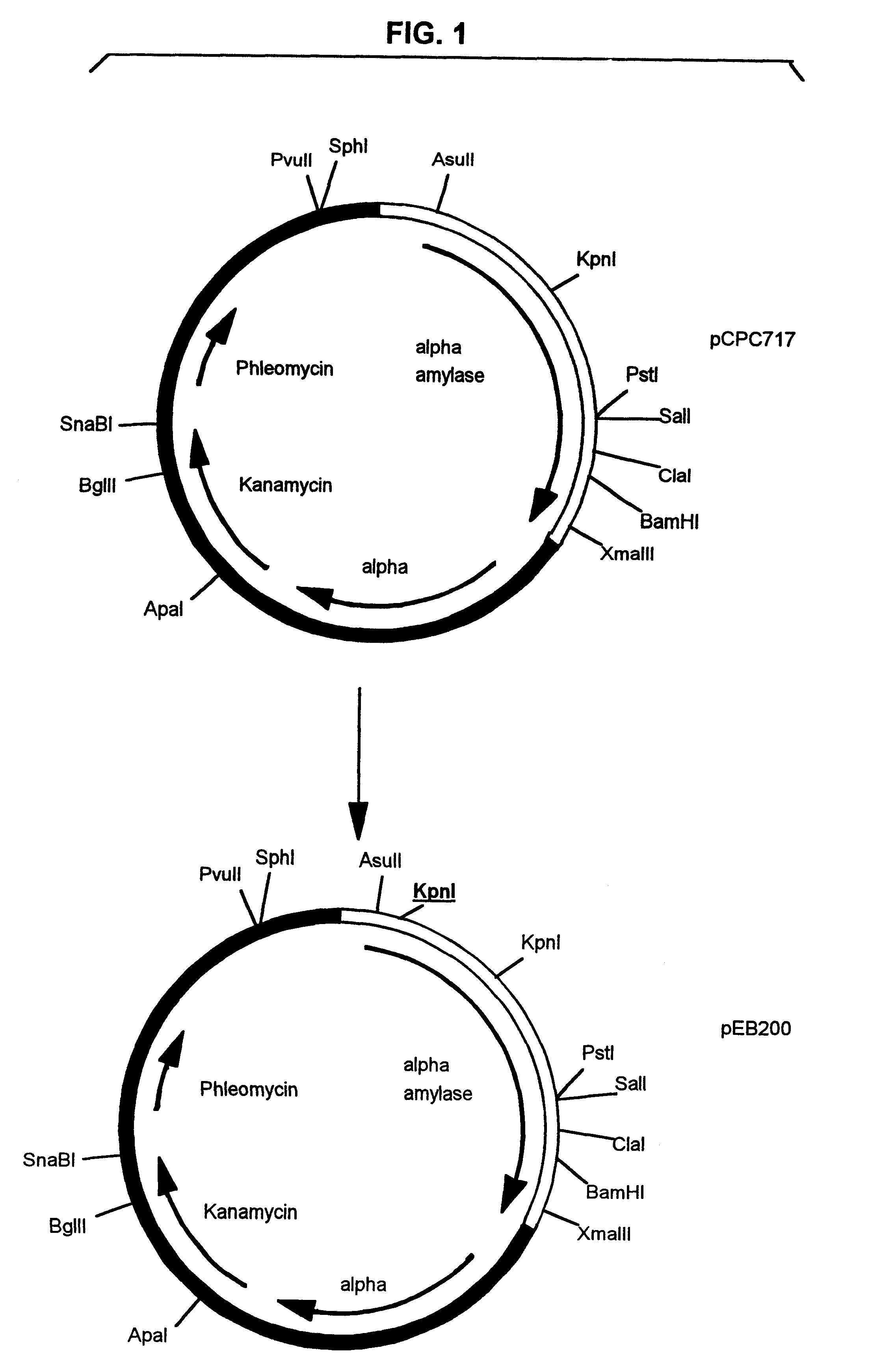 Pullulanase expression constructs containing alpha-amylase promoter and leader sequences