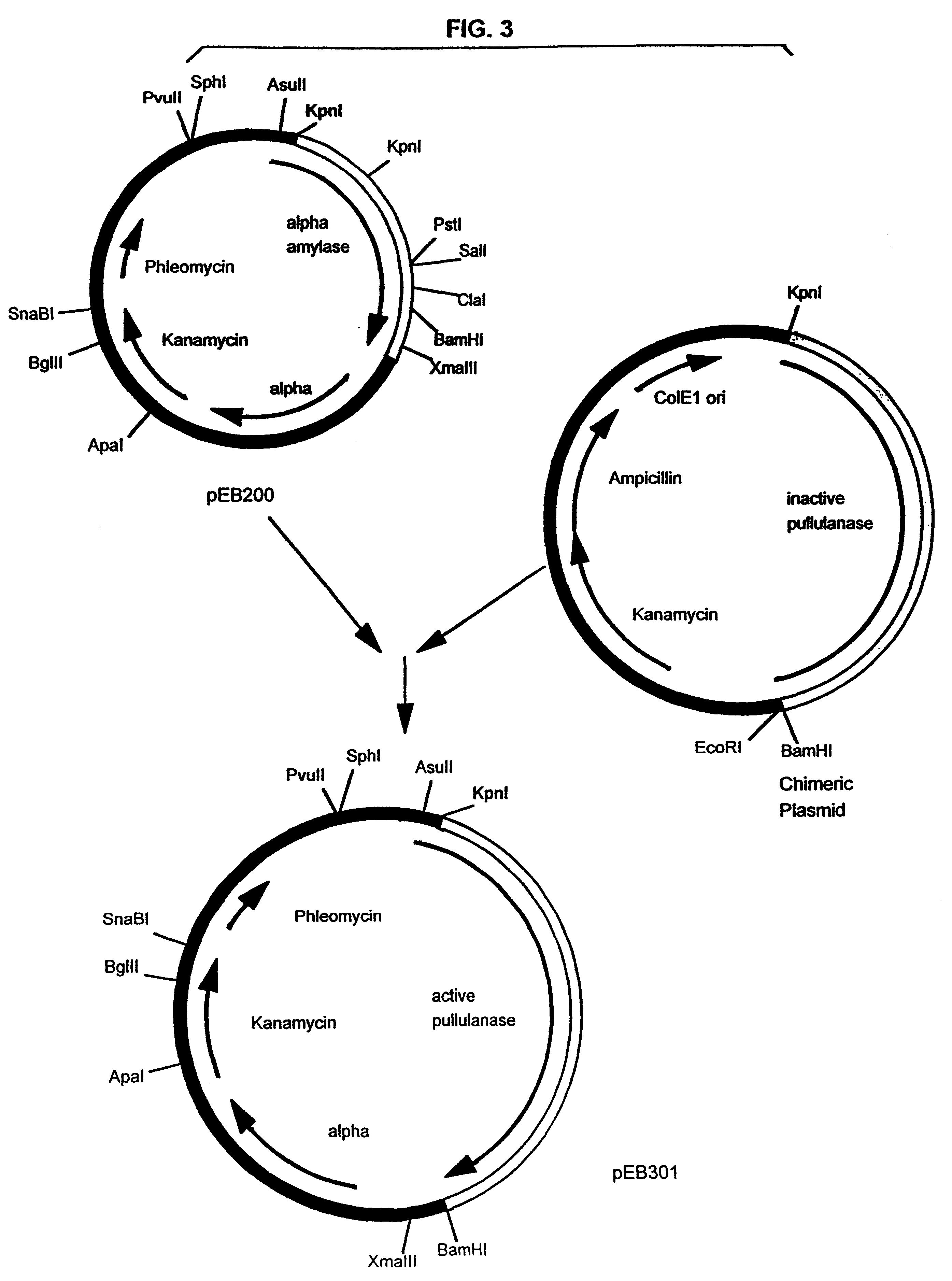 Pullulanase expression constructs containing alpha-amylase promoter and leader sequences