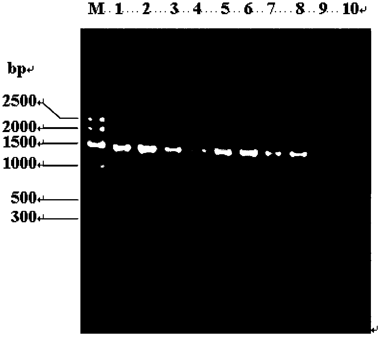 Lactic acid bacterium used for fermenting cereal and applications thereof