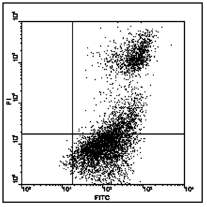 Lactic acid bacterium used for fermenting cereal and applications thereof