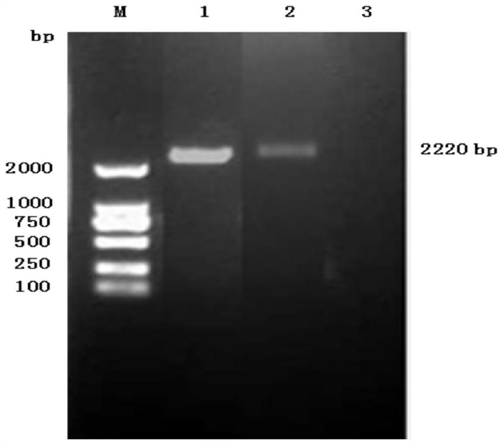 Pig transmissible gastroenteritis virus and application thereof