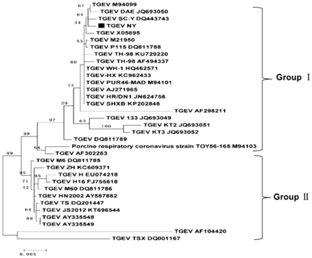 Pig transmissible gastroenteritis virus and application thereof