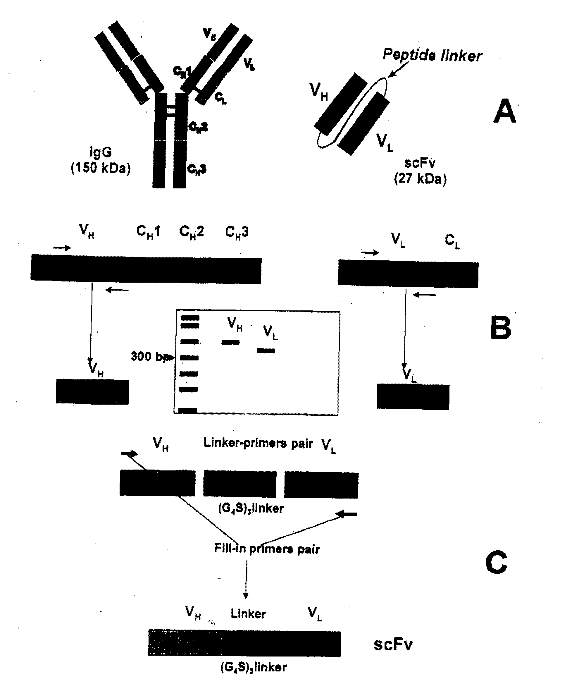 Targeting recombinant therapeutics to circulating red blood cells