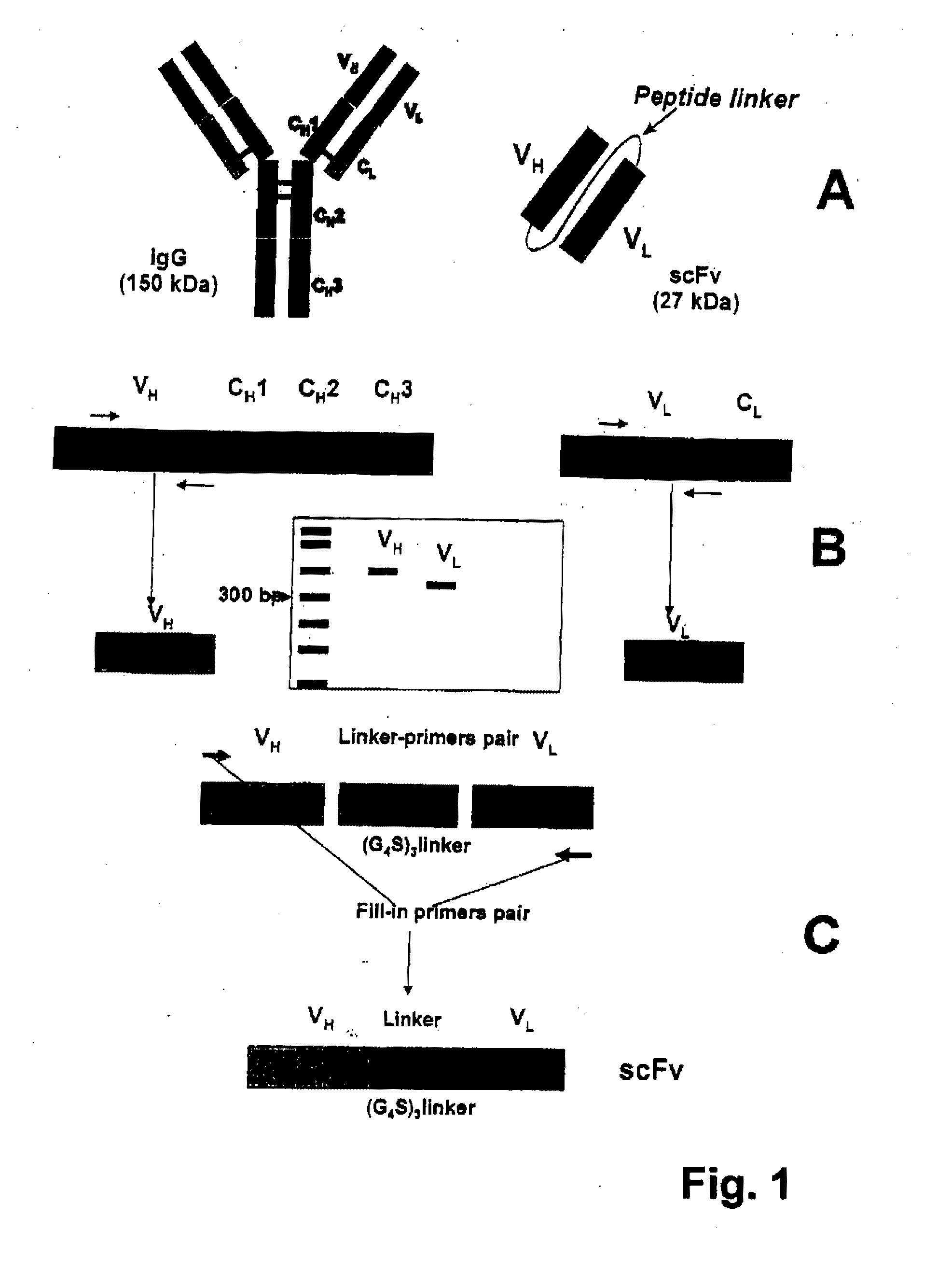 Targeting recombinant therapeutics to circulating red blood cells