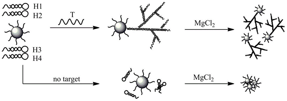 Method for detecting nucleic acid based on exponential hairpin assembly and colorimetry