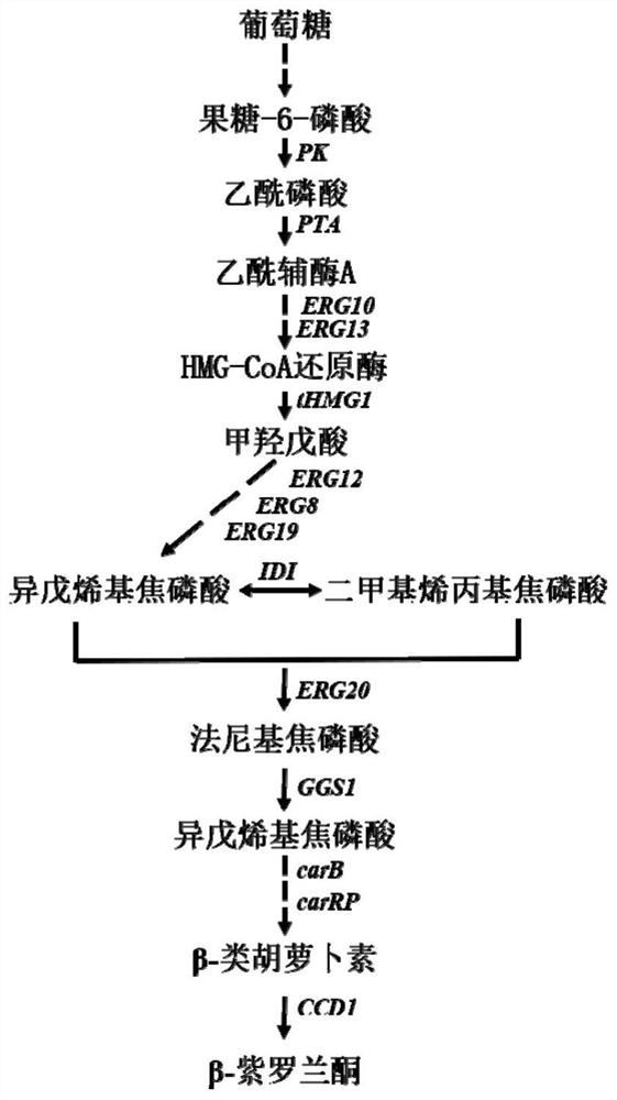 A kind of high-yield β-ionone genetically engineered bacteria and its construction method and application