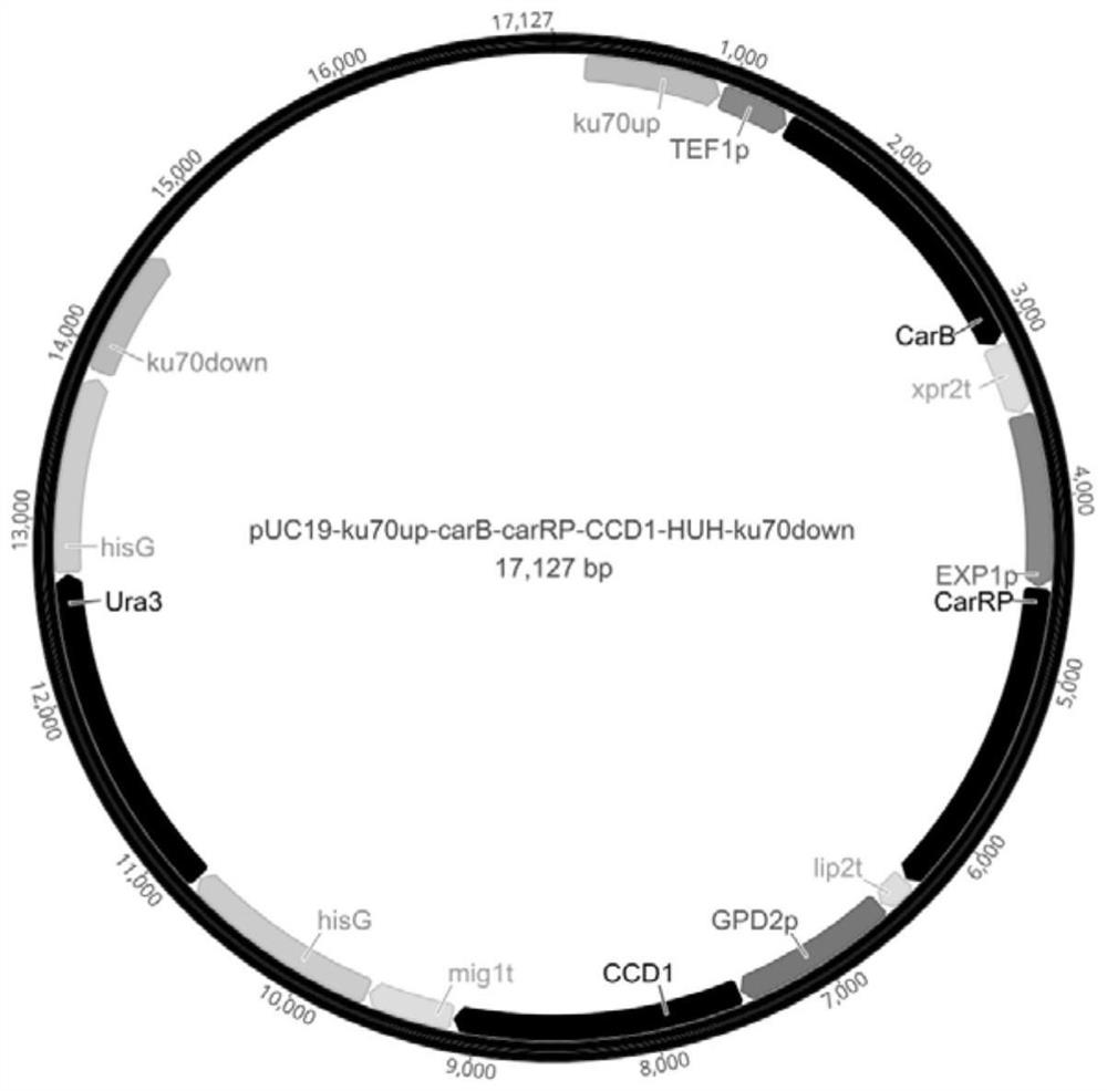 A kind of high-yield β-ionone genetically engineered bacteria and its construction method and application