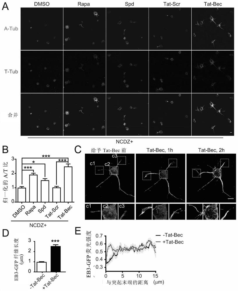 Use of autophagy inducers as microtubule stabilizing drugs to promote nerve regeneration