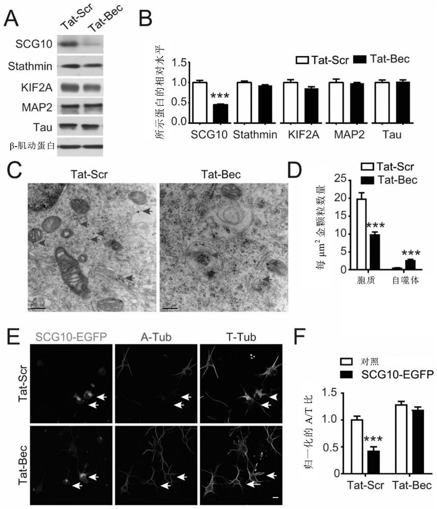 Use of autophagy inducers as microtubule stabilizing drugs to promote nerve regeneration