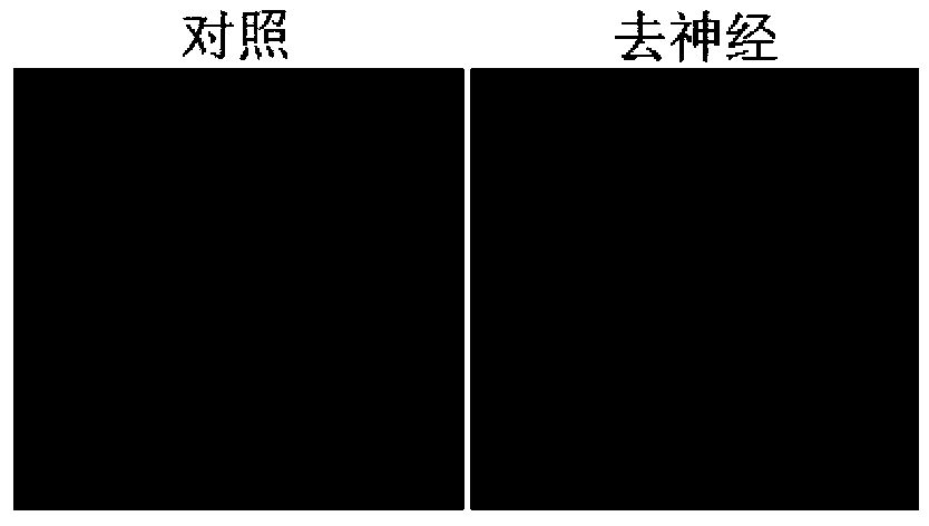 Application of nicotinamide adenine dinucleotide or precursor substance thereof in preparation of medicament for treating corneal epithelial defect