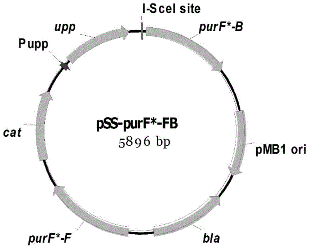 Bacillus subtilis-coded PRPP (Phosphoribosyl Pyrophosphate) transamidase mutant gene pruF and application thereof