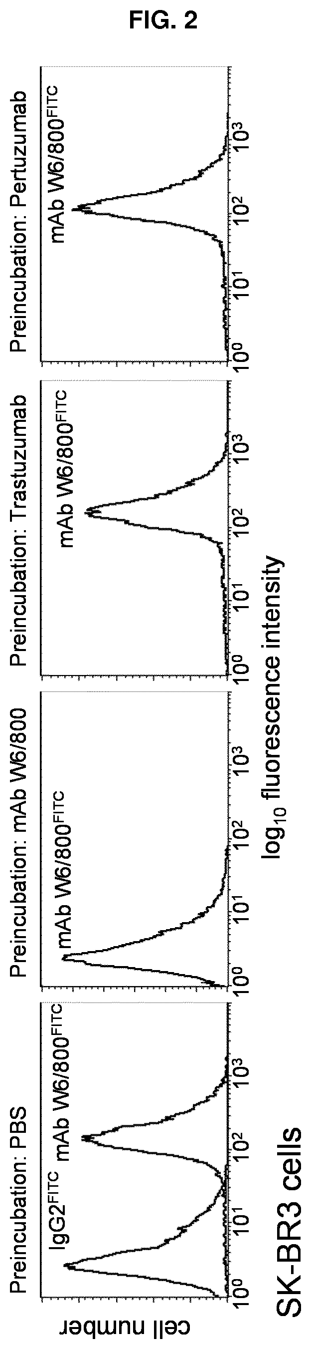 ERBB2-targeting antibody