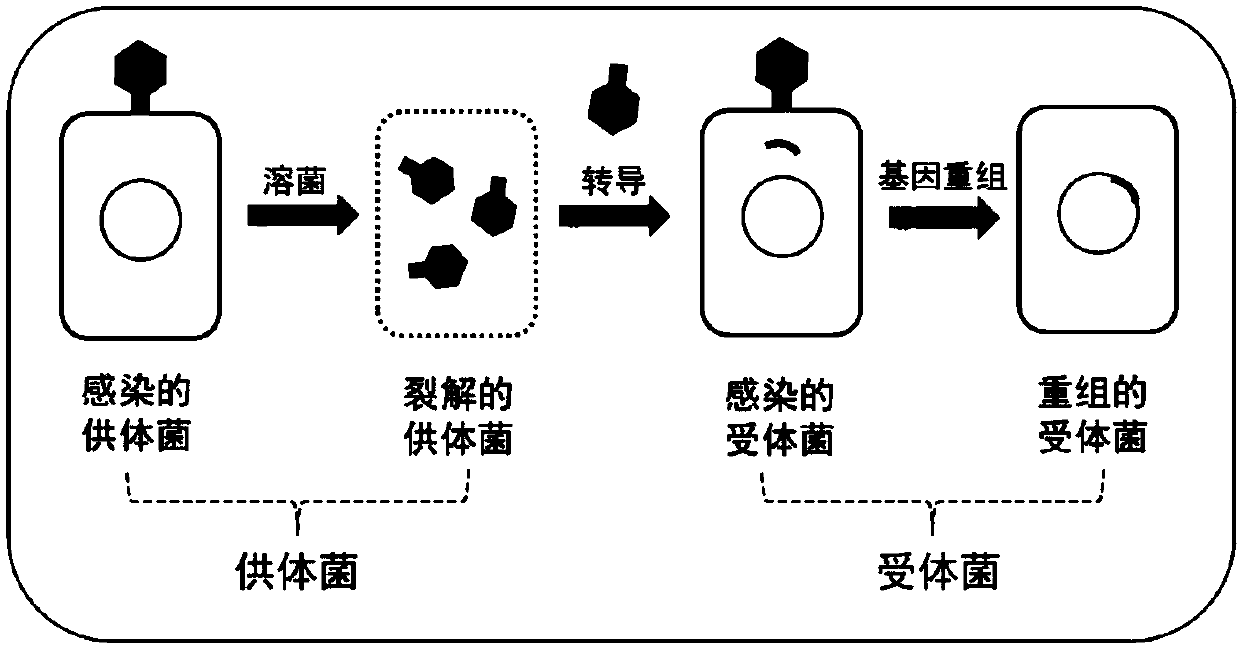 Recombinant bacteria producing xanthine and construction method and application thereof