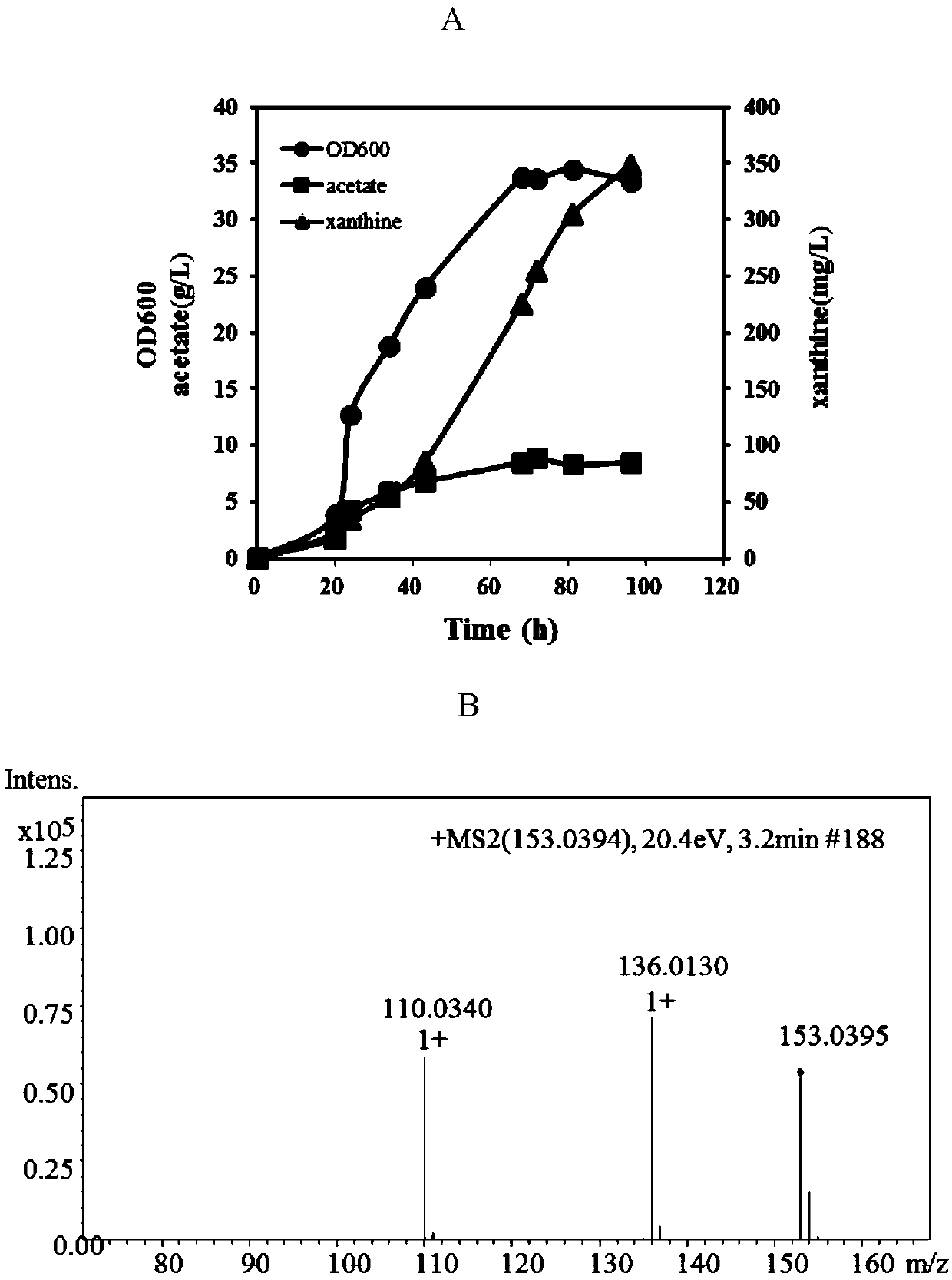 Recombinant bacteria producing xanthine and construction method and application thereof