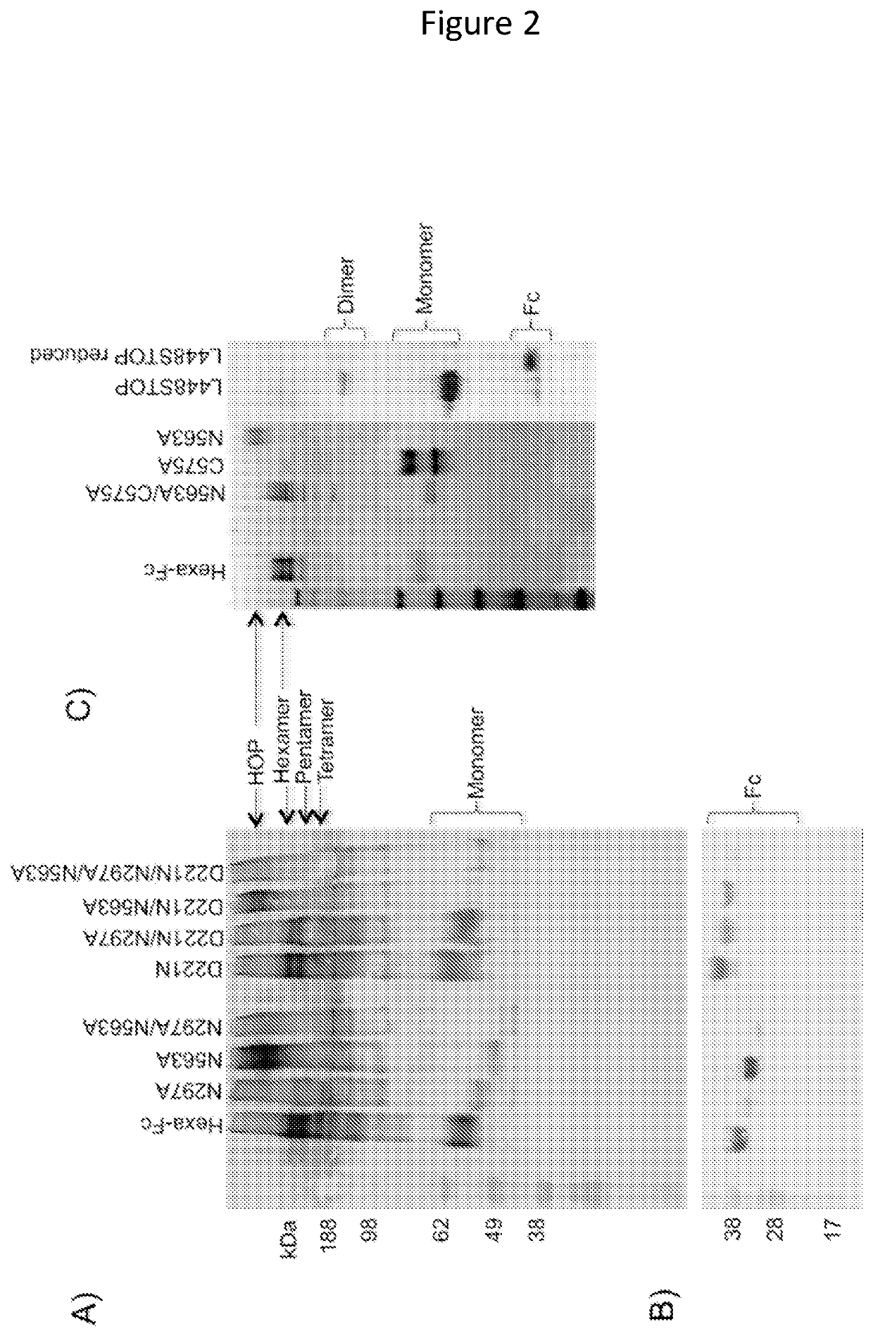 Monomeric proteins and uses thereof