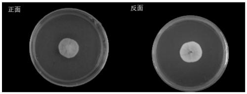 Aspergillus sepultus and application thereof