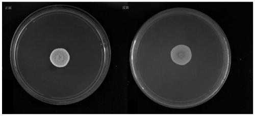 Aspergillus sepultus and application thereof