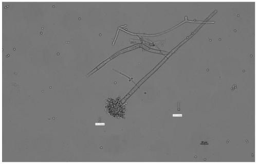 Aspergillus sepultus and application thereof