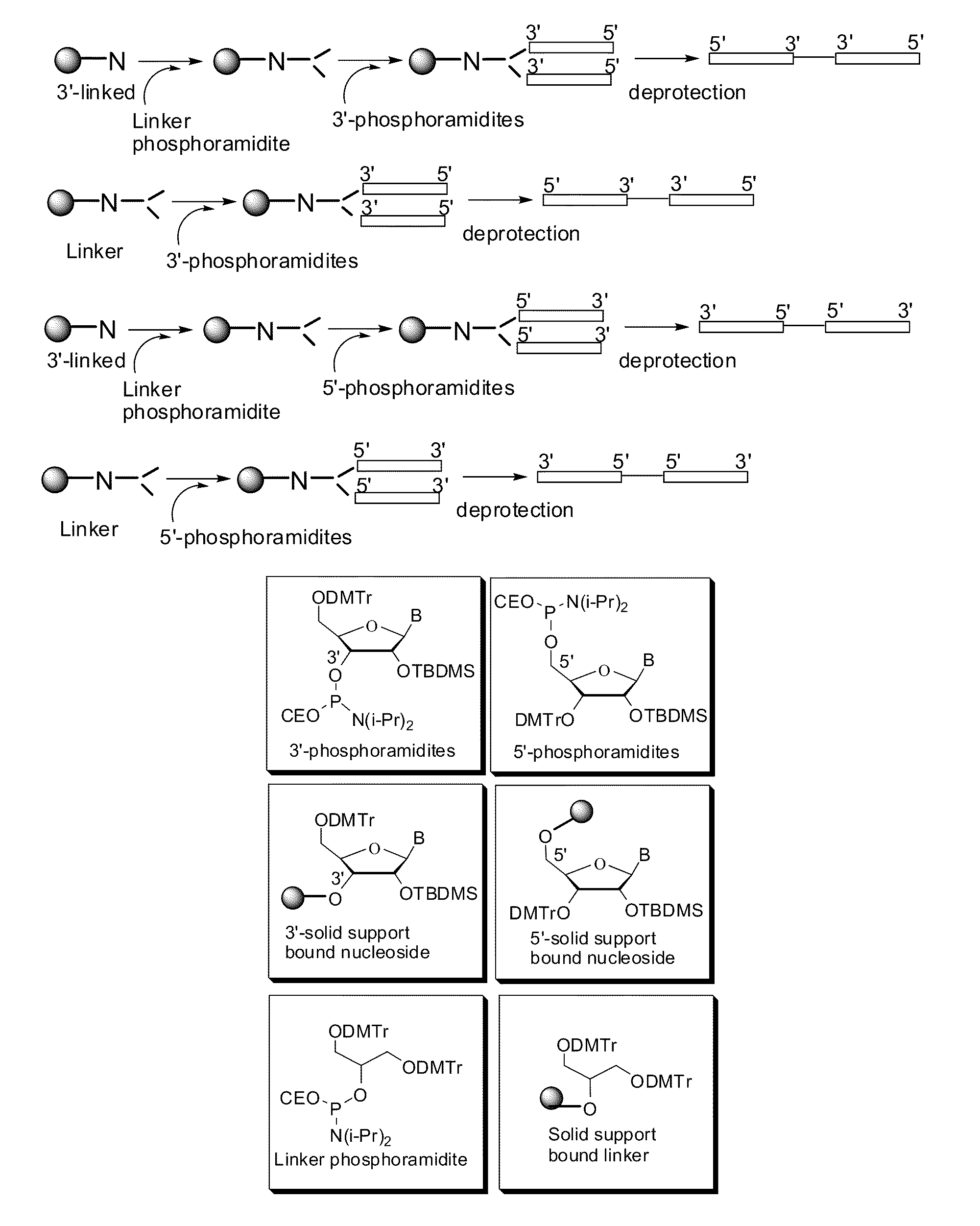 Synthetic RNA-based agonists of TLR7