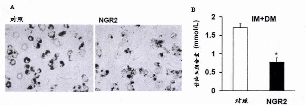 Novel medical applications of notoginsenoside R2