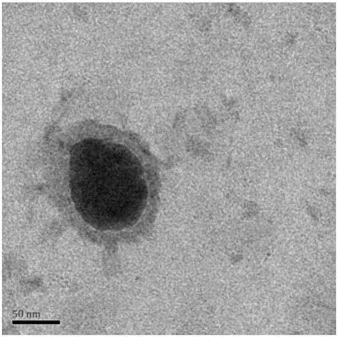 Method for detecting SERS of aflatoxin B1 molecules based on molecularly imprinted polymer coated gold core-shell nanoparticles