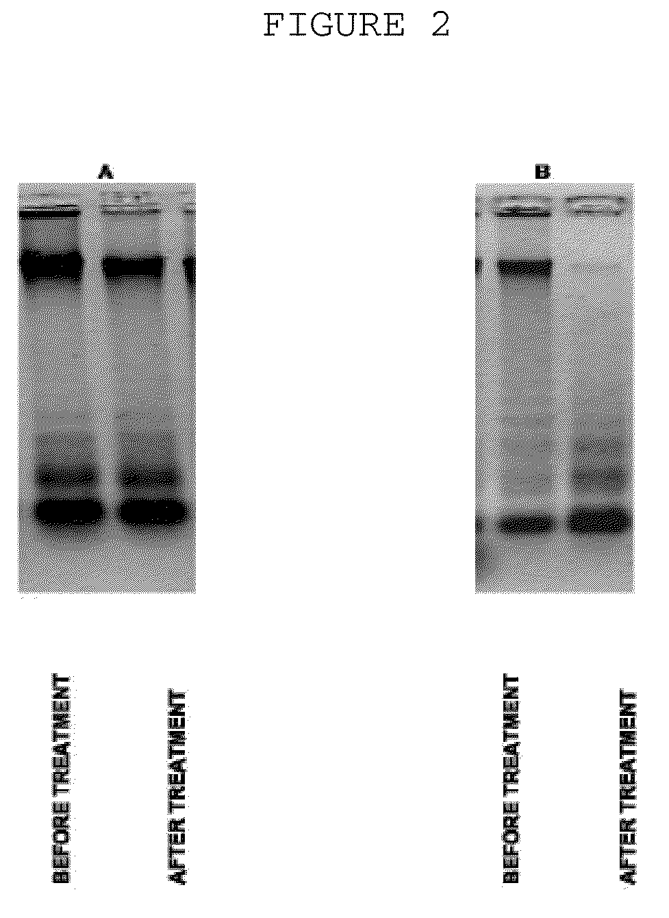 Method for treating systemic bacterial, fungal and protozoan infection