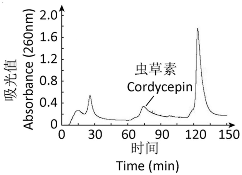 Cordyceps essence multi-effect nourishing emulsion and preparation method thereof