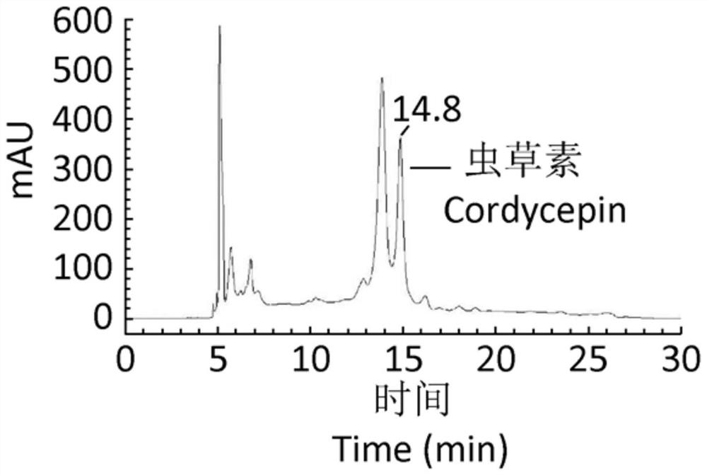 Cordyceps essence multi-effect nourishing emulsion and preparation method thereof