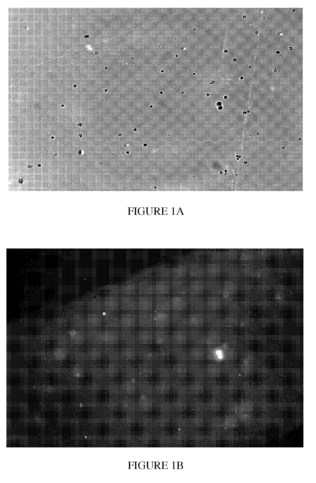 Immunoregulatory peptides and methods of use