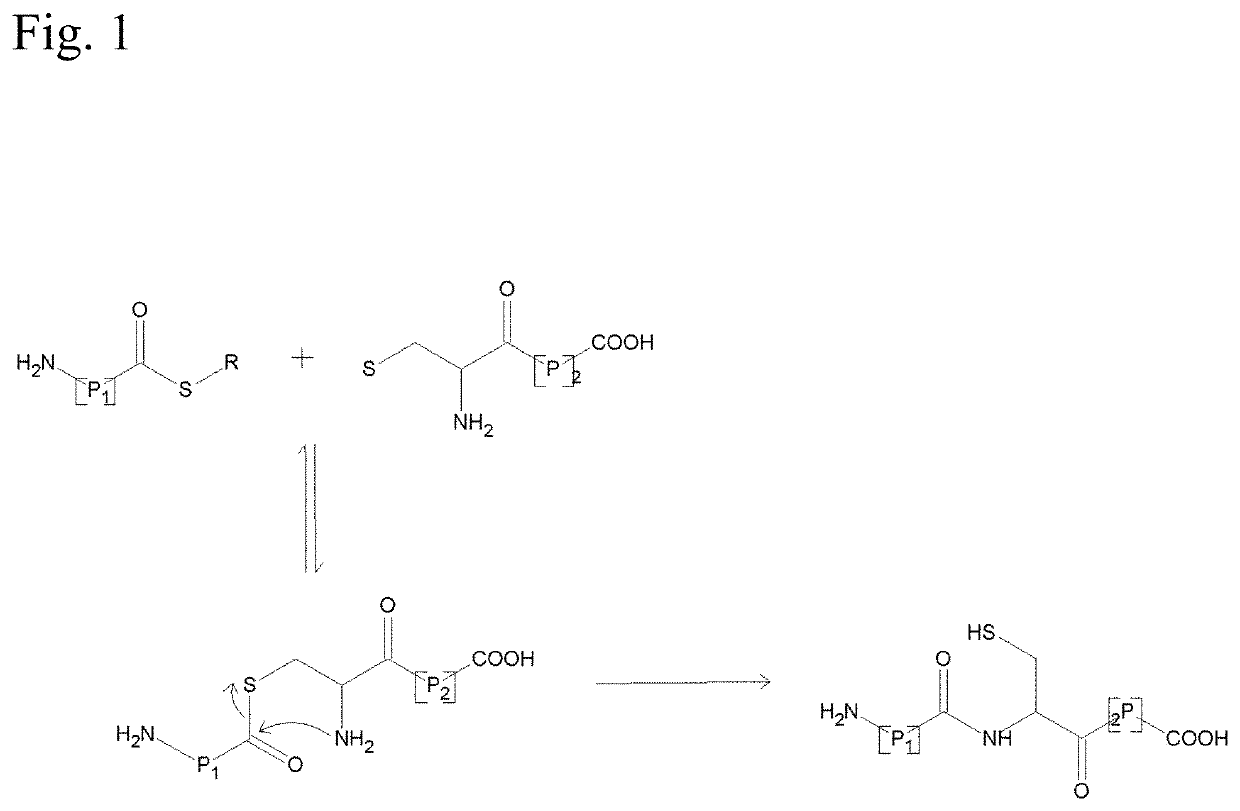 Production of thioesters using sortase