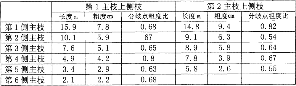 Balanced shaping and pruning method for grapevine