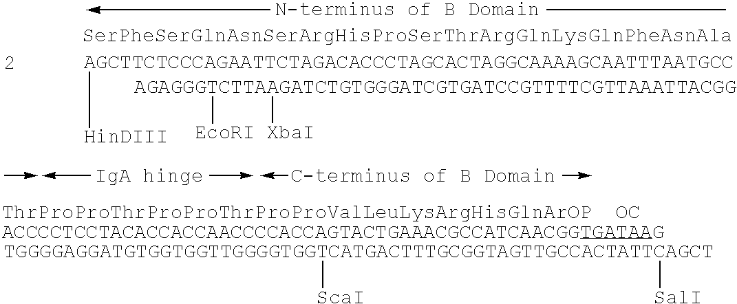 Protein complexes having factor VIII:C activity and production thereof